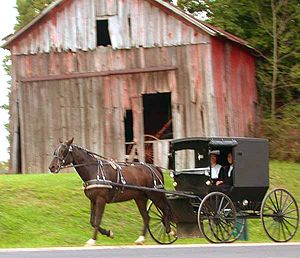 Amish couple in a horse-drawn buggy in rural H...